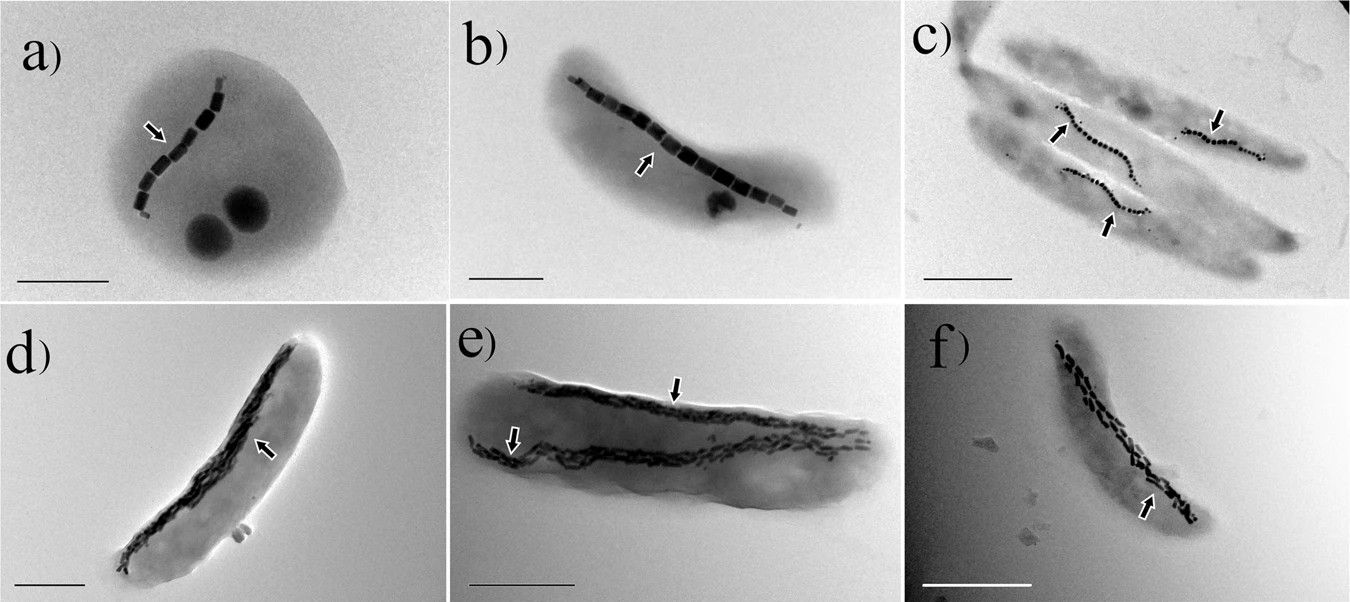 Figure#001: The bacterial compass