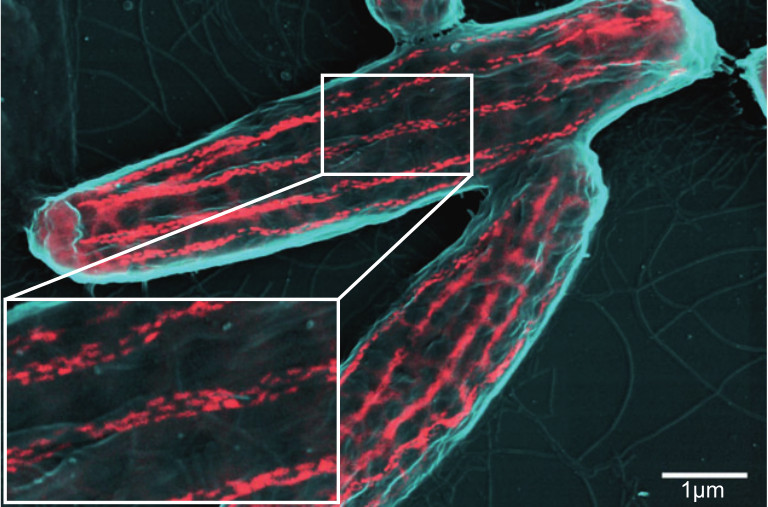 Figure#002: The bacterial compass